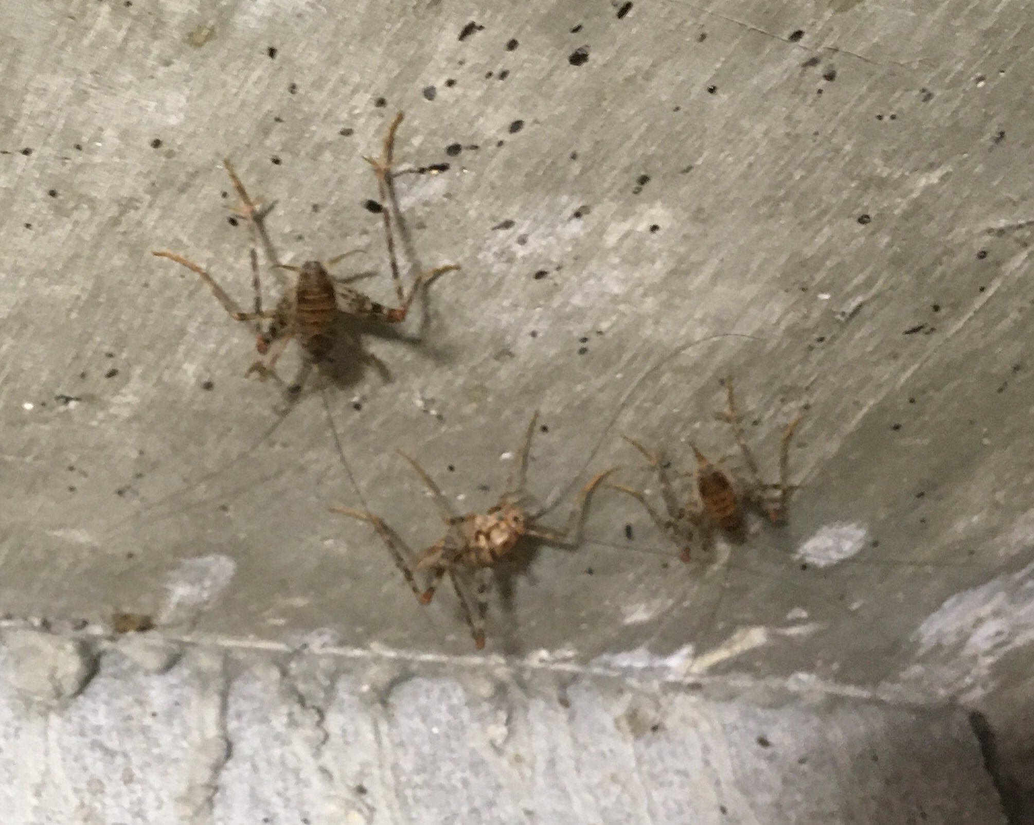 遊佐 徹 カマドウマ 通称便所コウロギ の楽園と化した納屋の大掃除が本日最大のミッションでした 3世代30匹以上の皆さんへの退去要請叶わず 強制退屈 燻蒸 隙間埋め等々で4時間の格闘でした カマドウマくん自体は無害ですが あまりの糞害に憤慨