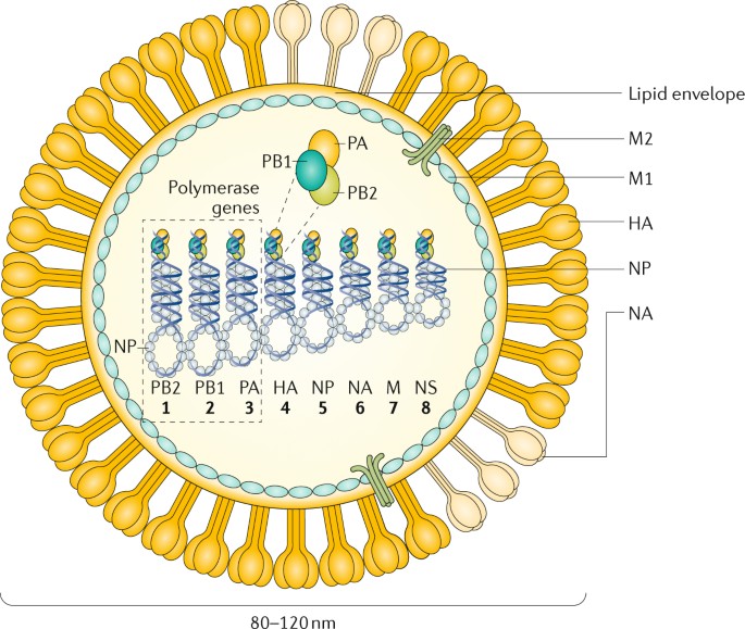microbiolthere1's tweet image. In order to quickly detect the presence of the #influenza A virus, researchers developed a fluorogenic probe that could bind to the promoter region. A #fluorogenic probe uses tiny #molecules called fluorophores that emit light when a specific target is present.