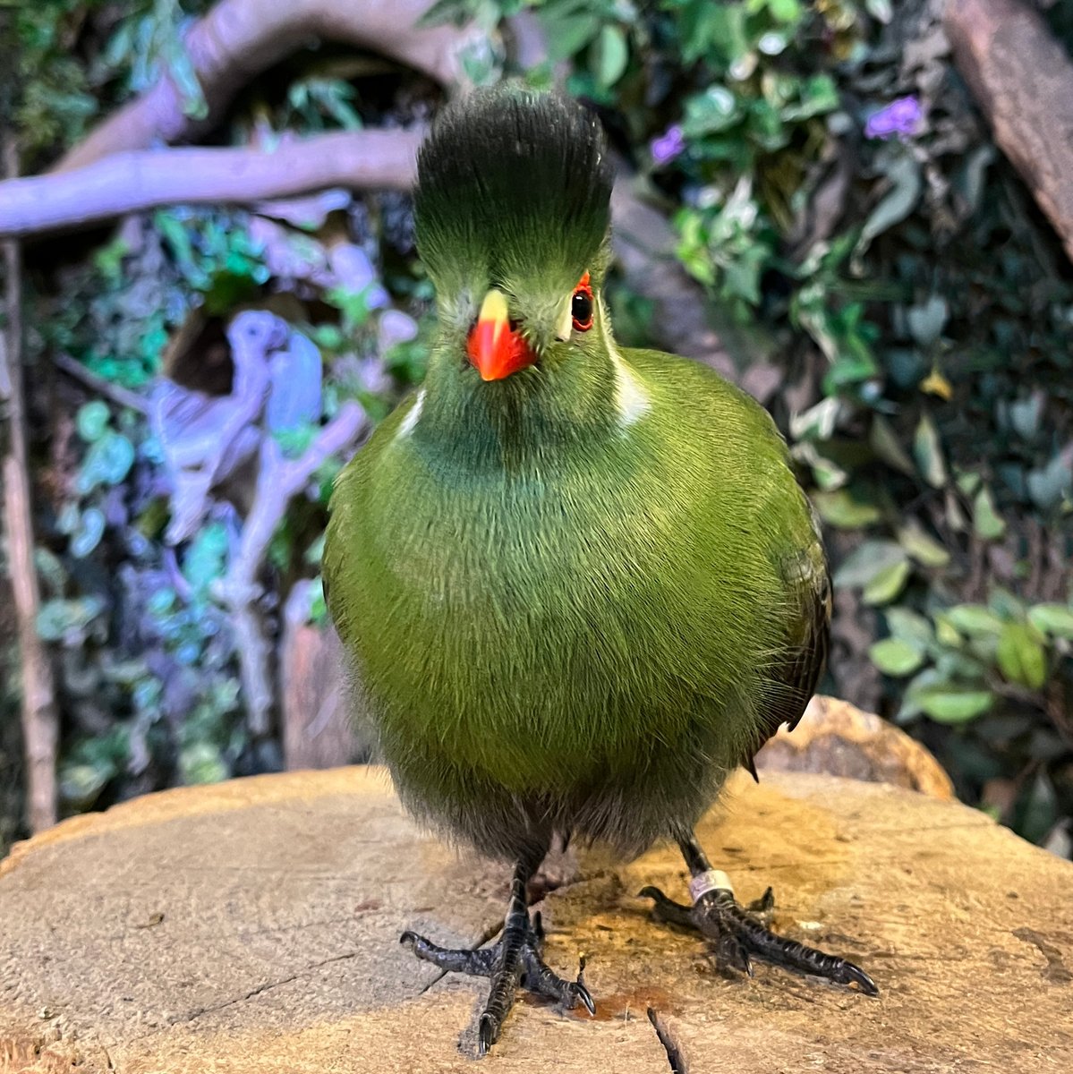 RuffleSnuffle's tweet image. banhamzoo: Meet Meisie, the White-Cheeked #Turaco. Her brilliant plumage offers perfect camouflage in her natural habitat amongst the trees of Eritrea, Ethiopia, and South Sudan. Now that we are able to fly birds in our Amazing Animals display, you can c…