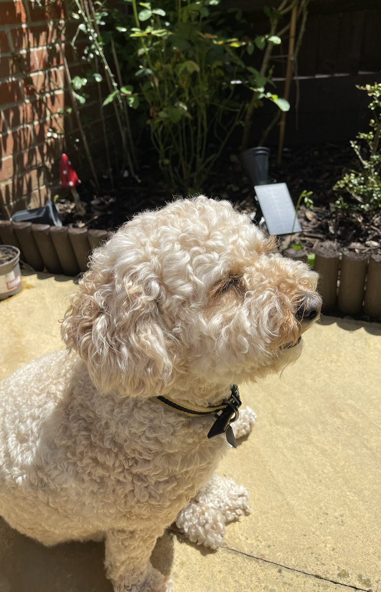 Ruby_Cockapoo's tweet image. Oh it’s so nice today in the garden, especially when the wind blows and I chase the leaves 🐶🐾😀 #Dogsoftwitter #Cockapoo #Rubyroo