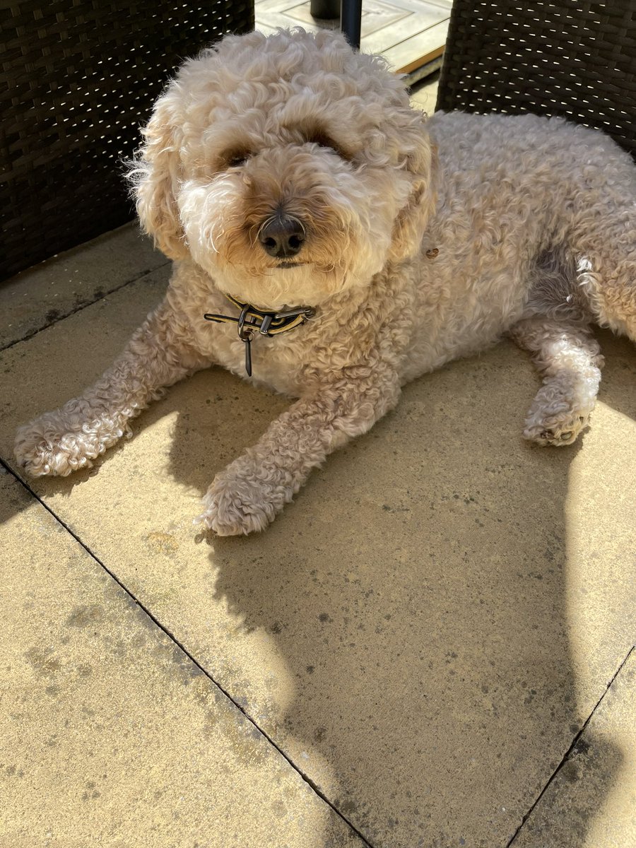 Ruby_Cockapoo's tweet image. I found some shade.. it’s bootiful today pals 🌞🐶🐾 #Dogsoftwitter #Cockapoo #Rubyroo