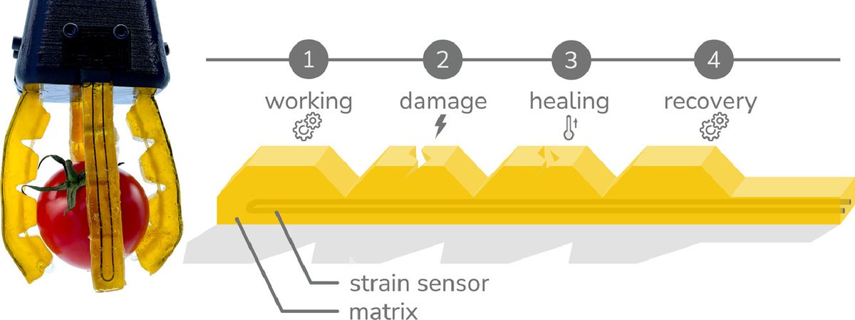 BramVDBorght's tweet photo. New milestone for our self healing soft robots. we could now embed self healing sensors, that as the rest of the system is able to competely heal

https://t.co/ZArLycDs2u https://t.co/wjN1zn8PJc