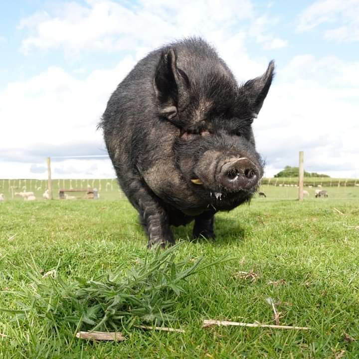 fars_sanctuary's tweet photo. Good morning, from Toby &amp; everyone! #FridayFeeling #FridayVibes #friyay #Warwickshire 🐖❤🌻 https://t.co/c8j98gi1v4
