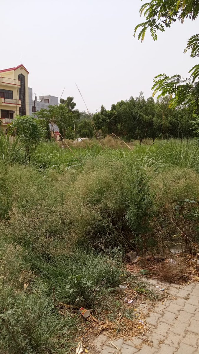 TDSC Residents Welfare Association, Sect. B-1 RWA (@transrwa) on Twitter photo ट्रांस दिल्ली सिगनेचर सिटी सेक्टर B-1 (आवासीय) में जंगली घास की भरमार है ना सड़क का पता लगता है और ना ही फुटपाथ का कृपया <a href="/UPSIDA/">CEO@UPSIDA</a> <a href="/UpsidaC/">Upsida grievance cell</a> <a href="/Cd1Upsida/">cd1ghaziabad_upsida</a> <a href="/UpsidaITCell/">UPSIDA IT Cell</a> इसका संज्ञान लेकर अतिशीघ्र सफाई कराए l परियोजना कार्यालय में कई बार इसके विषय मे लिख चुके है, ट्रांस दिल्ली सिगनेचर सिटी सेक्टर B-1 (आवासीय) में जंगली घास की भरमार है ना सड़क का पता लगता है और ना ही फुटपाथ का कृपया <a href="/UPSIDA/">CEO@UPSIDA</a> <a href="/UpsidaC/">Upsida grievance cell</a> <a href="/Cd1Upsida/">cd1ghaziabad_upsida</a> <a href="/UpsidaITCell/">UPSIDA IT Cell</a> इसका संज्ञान लेकर अतिशीघ्र सफाई कराए l परियोजना कार्यालय में कई बार इसके विषय मे लिख चुके है,
