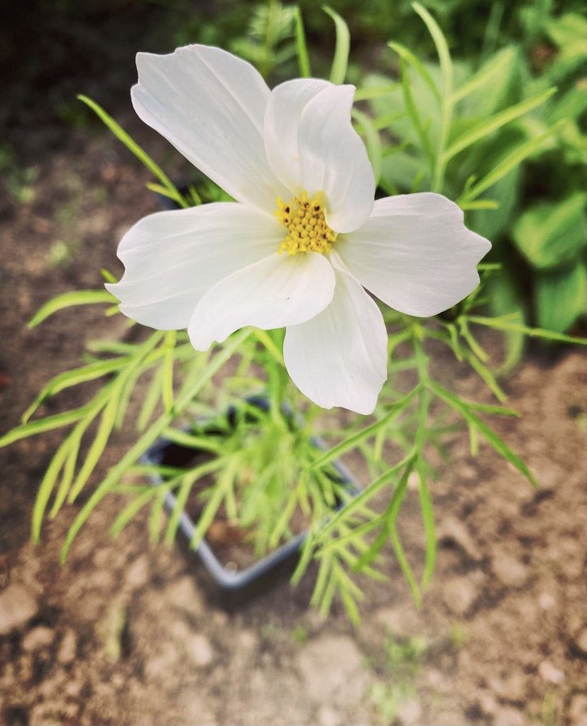 EarthtoEden1's tweet photo. Cosmos Purity. I grew these from seed and they were so easy. Planted them out and I can’t wait to see them run riot 🌸
#cosmos #cosmospurity https://t.co/TiZVP66EFS
