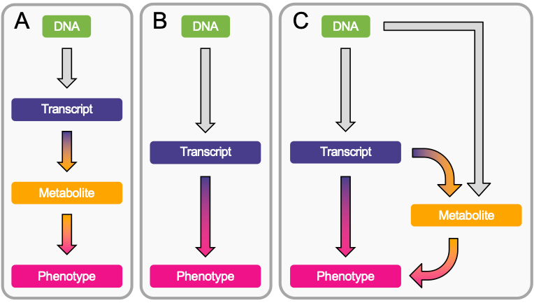🔔New pre-print out!!! With <a href="/CAuwerx/">Chiara Auwerx</a> <a href="/smarie_smarie/">Marie Sadler</a> Alexandre Reymond and <a href="/zkutalik/">Zoltán Kutalik</a> we combined eQTL, mQTL and GWAS data in a multi-omics Mendelian Randomization approach to identify metabolites mediating transcript-trait associations. biorxiv.org/content/10.110…