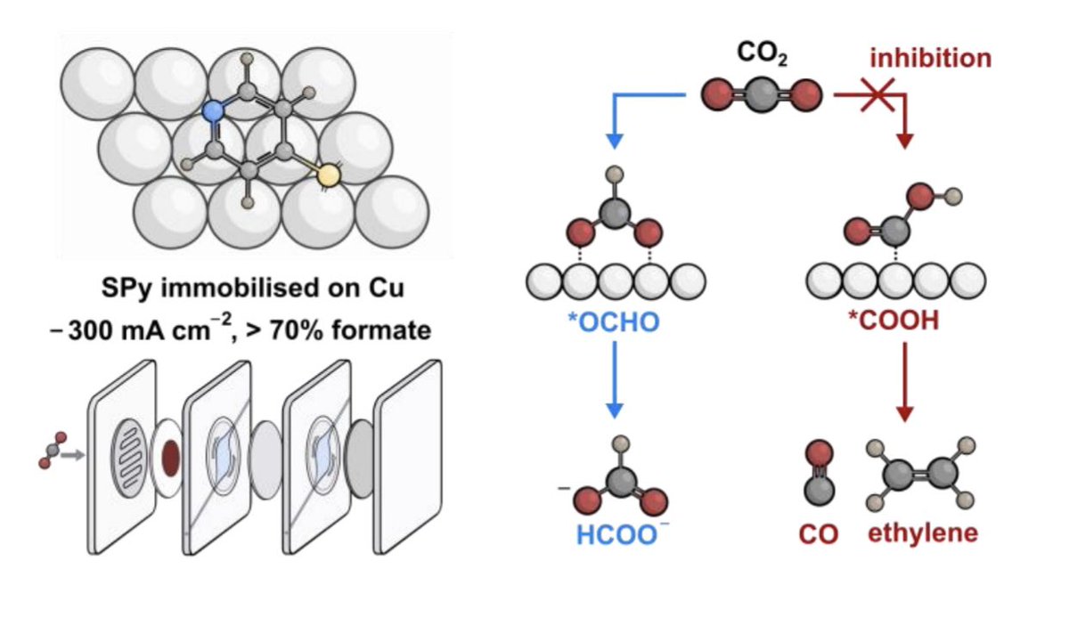 Our work on molecular modification of Cu catalysts for #electrocatalytic #CO2 reduction is out now in <a href="/angew_chem/">Angewandte Chemie</a>!

Blocking one product pathway leads to high selectivity for another product⚡️ #inhibition

Read it here: onlinelibrary.wiley.com/doi/10.1002/an…