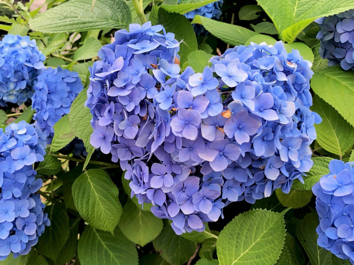 サービスセンター横から駐車場に降りる階段脇で 再びハートの アジサイ を見つけました 開花後 花の重みで垂れ下がることで 偶然この形になることがあるようです 葛西臨海公園 紫陽花 花 江戸川区 江戸川区民ニュース