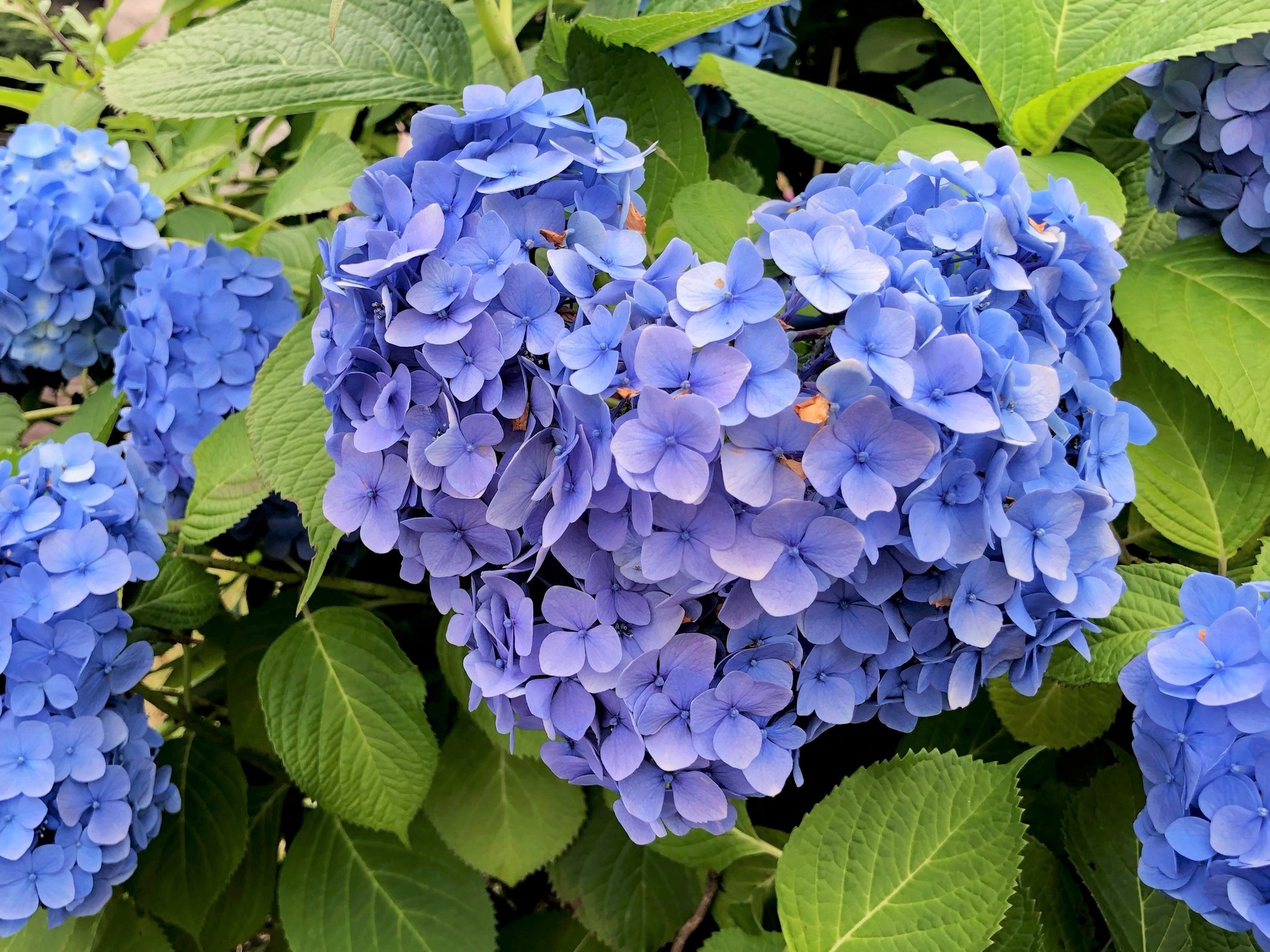 紫陽花 紫陽花 秋色アジサイ アドミレーション 6号 底面給水 色が変化