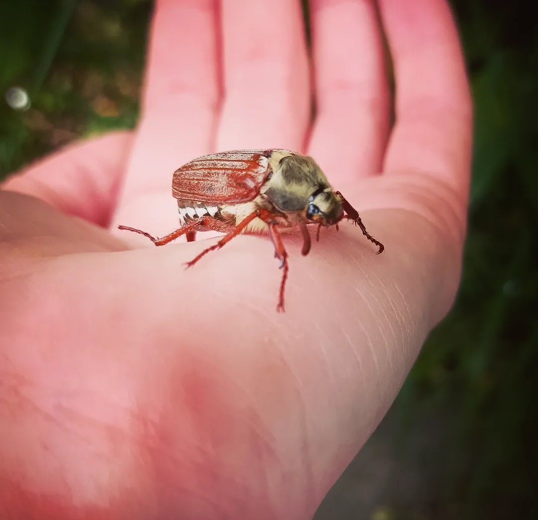 Found this beautiful Cockchafer (May Bug) on a busy petrol station forecourt, moved out of harm's way (tyres & feet all around). Such an awesome encounter before I set off on the road again #lookdown #payattention #noticenature @SussexWildlife @Buzz_dont_tweet @WildlifeTrusts ✨