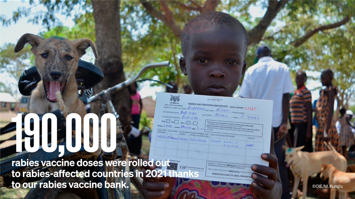 Vaccines are among our best tools for preventing and even eliminating diseases.

In 2021, our rabies vaccine bank 💉 enabled the rollout of around 190,000 vaccine doses, despite restrictions linked to the #COVID19 pandemic. #EveryonesHealth

LEARN MORE 👉 woah-report2021.org/en/tackling-di…
