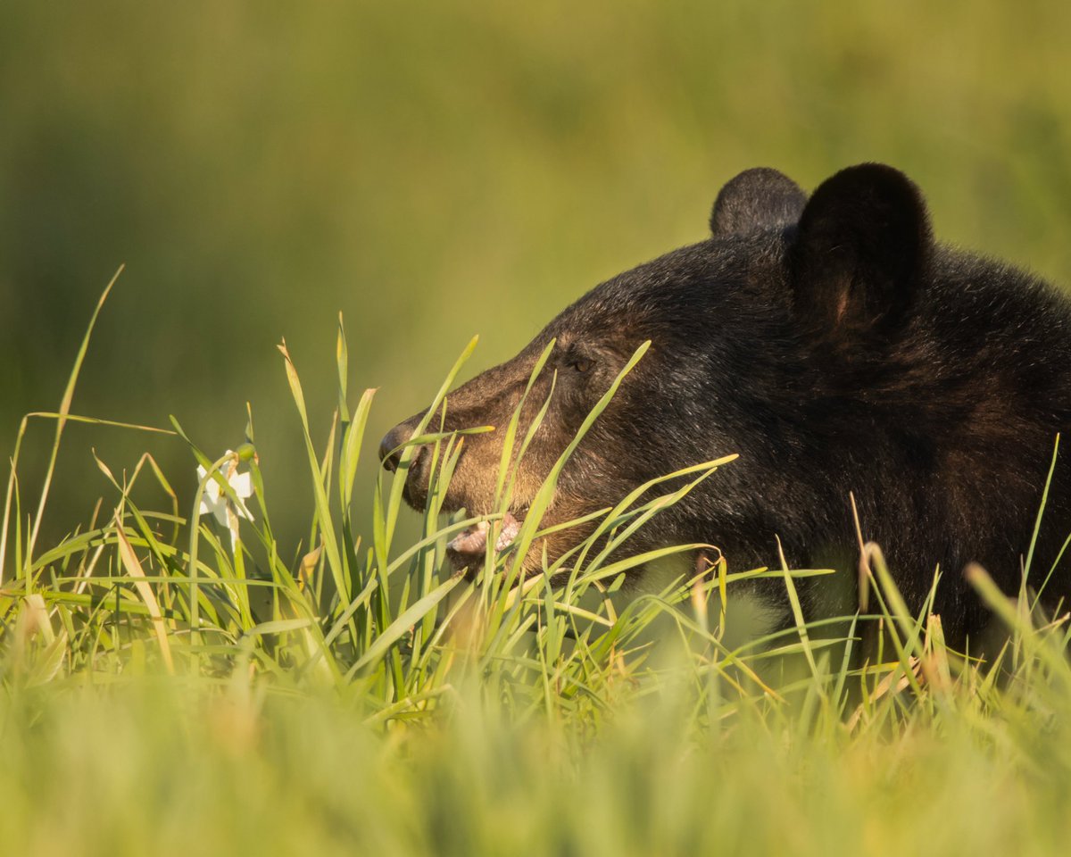 Just Jawing

#nature #naturephotography #naturelovers #naturelover #wildlifephotography #wildlife #photo #photography #photooftheday #photographylovers #beautiful #picoftheday #canon #travel #optoutside #animal #animals #canonfavpic #blackbear #cadescove #smokymountains #beauty