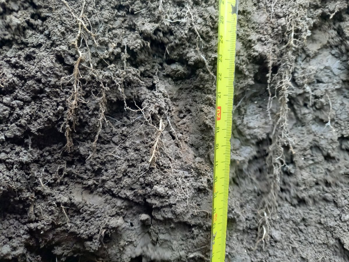 LoddersJaap's tweet photo. De aardappelen en de uien hebben al een mooi wortelstelsel ontwikkeld. #topbodem https://t.co/g6SsIE7hjp