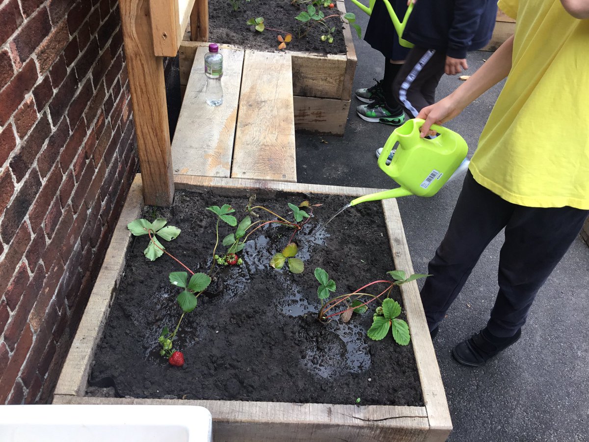 MissSweeney91's tweet photo. The eco-councillors have been tending to our edible garden 🪴 #ourplanetourpriority @PinehurstP https://t.co/Ikbn81VI1C