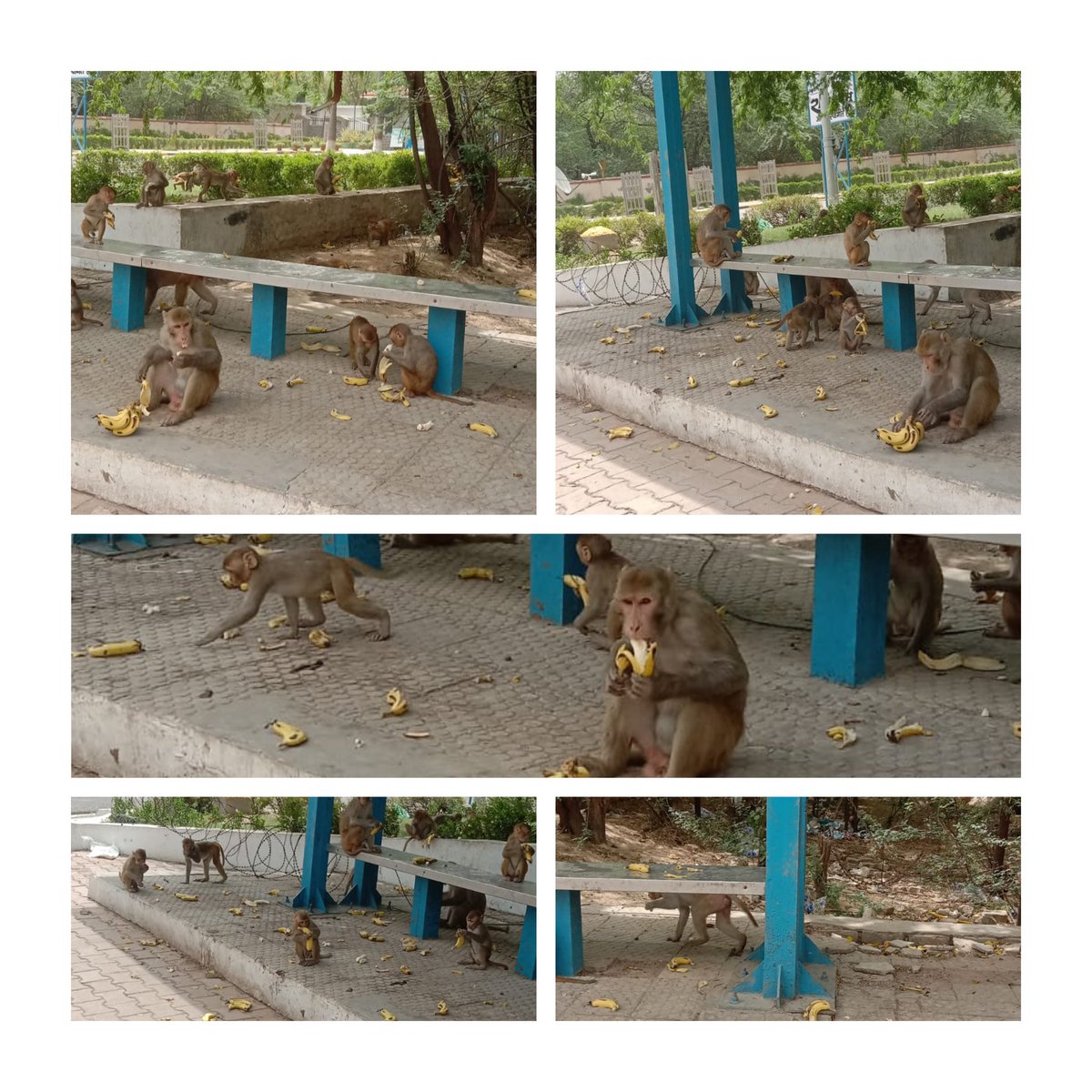 🐒 feeding is a good start of the day. Must be followed sincerely.