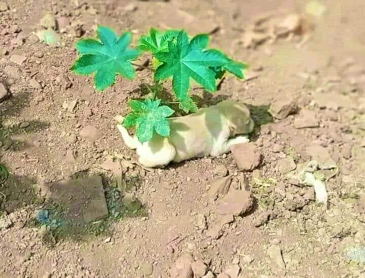 Even the smallest shadow is greatest relief for someone
#plantsaplings
#saveenvironment