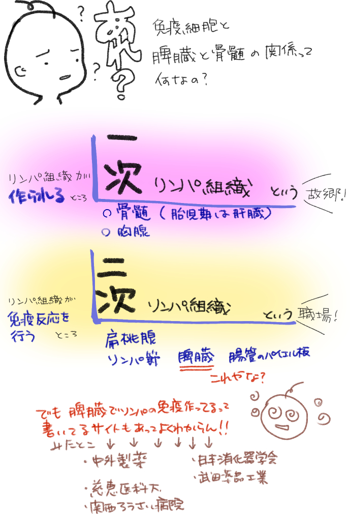 脾臓。
日常で本当に聞かない臓器だけども、脾臓自体の病気が少ないからなのかも?
機能はわかったようなわからないような…('・ω・`)
すぐ忘れそうな気がするよー。
#油沼自習
