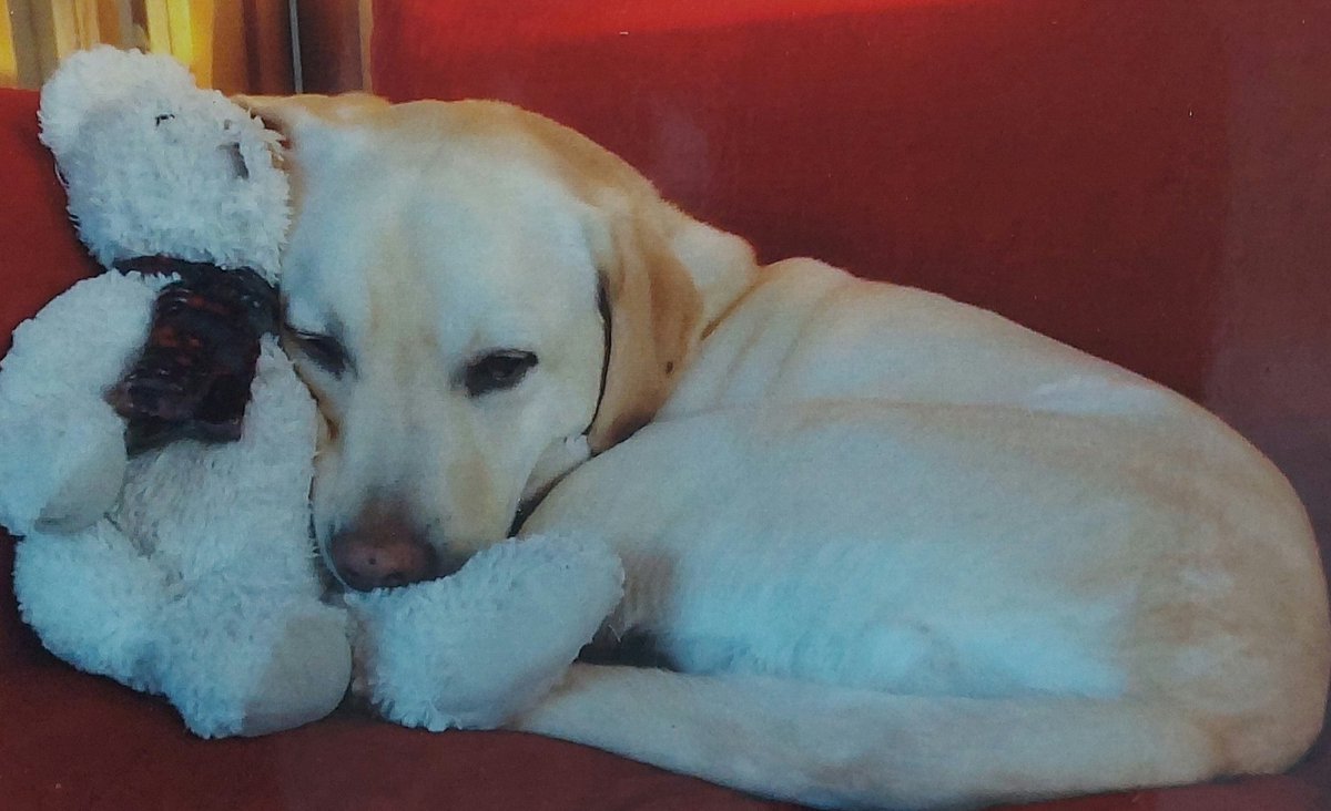age_scotland's tweet photo. One of our lovely gents who attends Hub is having a birthday on Monday, so come along and join us for a cuppa and cake! 1-2.30pm, all welcome. Just call 872438 to book your place. We'll also be enjoying a wee furry Therapet  visitor! https://t.co/D0wS3jr1zB