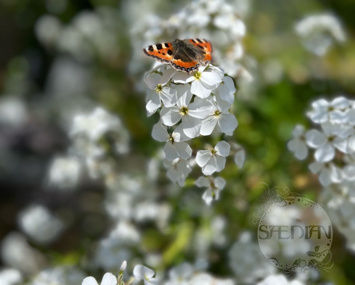 ShopSaedian's tweet photo. Good morning from our patch to yours. Today we are hoiking out Hesperis. It’s looked stunning and it’s been loved by the butterflies and bees, but it’s going over now and I need the space. #flowerseeds #plantsforpollinators #cuttingpatch https://t.co/OrBgVSOUBw