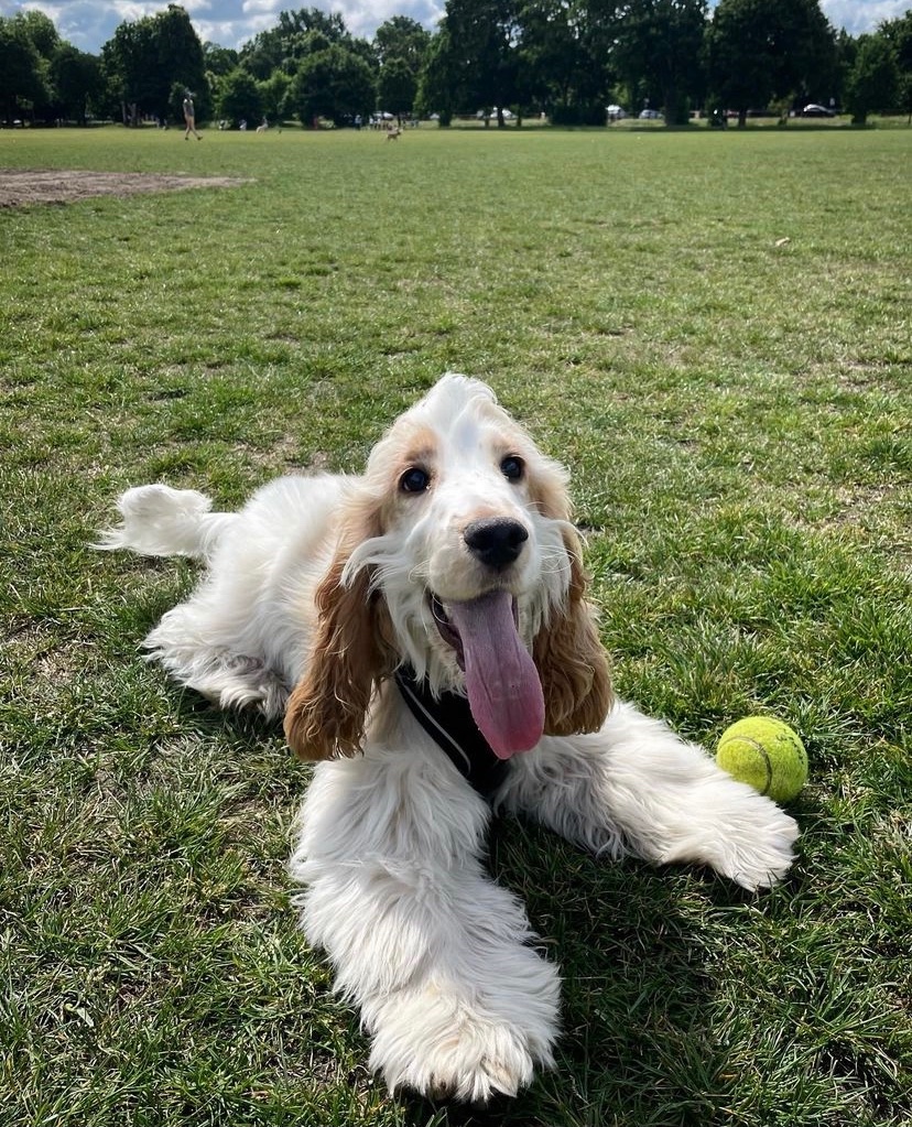 balhamnewsie's tweet photo. #DogsOfTootingCommon Sun's out, tongues out on Tooting Common! Local pup @finleythelemon (Instagram) looks to be enjoying the common! #TootingCommon #Balham https://t.co/vMDGuBRHos