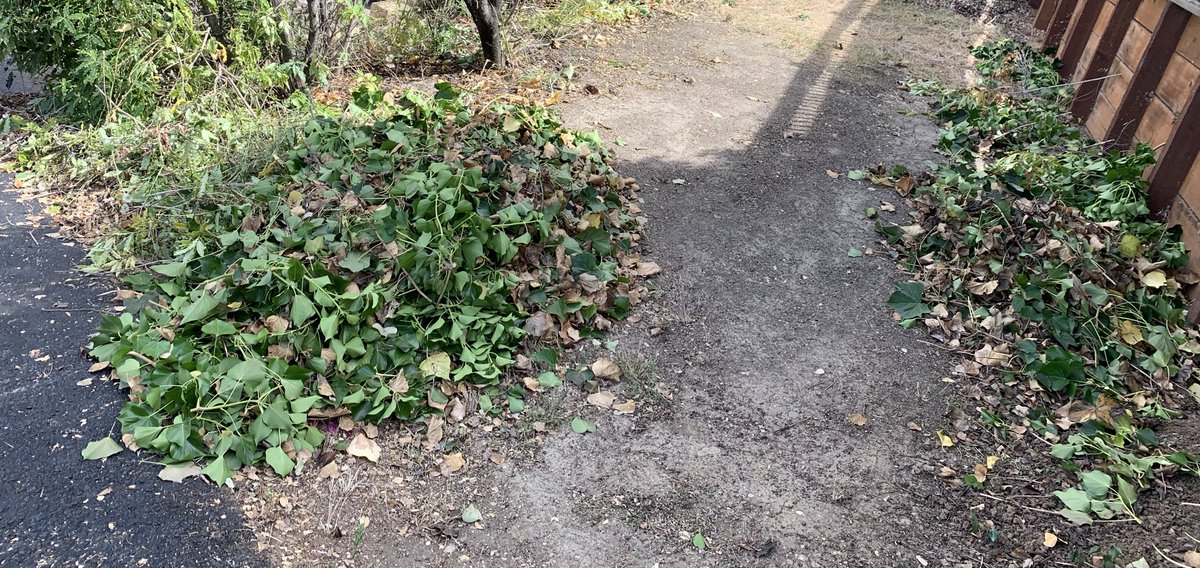 MiraBaliga's tweet photo. Did a ton of yard work with my mom this week.

Pros: no ivy on fence
Cons: all the cut ivy is on the ground in front of the house waiting for space in the yard waste bin which will take weeks if not months at which point the ivy will have grown back

@_SunilBaliga any suggestions https://t.co/f4Fnwstkay