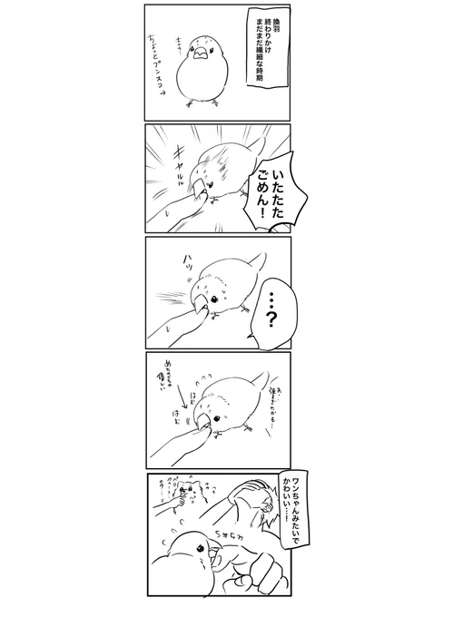 慈悲深い文鳥 #文鳥 