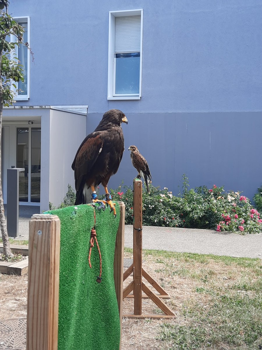 DCanelle's tweet photo. Après un travail ECOLOGIQUE  réussi  sur la lutte contre les colonies de pigeons sur la résidence La Draisienne... Tim et Matthieu de @fauconnerieTeam sont revenus afin d'expliquer aux habitants leur démarche ! Les rapaces ont éveillé la curiosité de tous 🦅@AlliadeHabitat https://t.co/fGkNrF7uQB