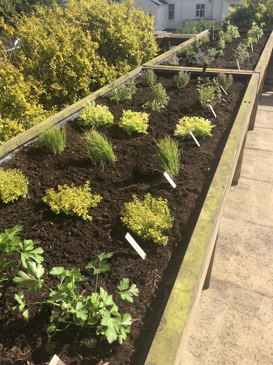 Herb troughs ⁦<a href="/Victoriabrends/">Victoria Hotel</a>⁩ .. parsley ,thyme , chives , oregano ,marjoram , lemon verbena and mint for ⁦<a href="/ChefStuWhite/">Stu</a>⁩ and his team