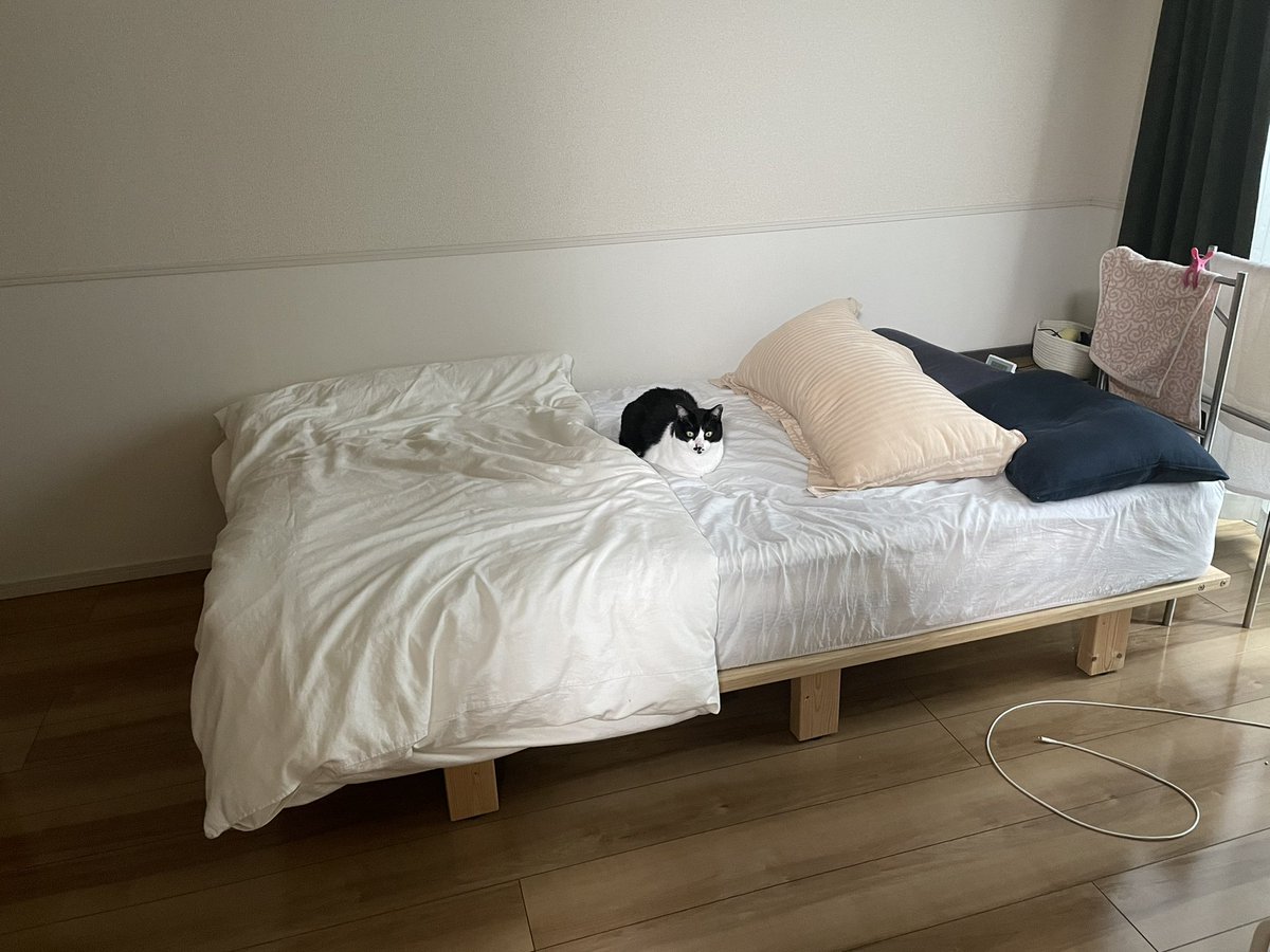 ShigureHanako's tweet photo. はなちゃん(ぱっつん)はいつもベッドだけど、しぐちゃん(ハチワレ)がベッドにいるの珍しい https://t.co/K1ZExwOIX0