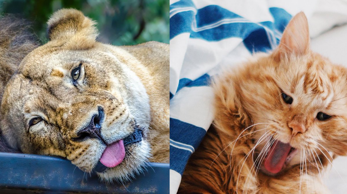 TodoCatWD's tweet photo. There is really no difference except size 🐅🐈 https://t.co/bBpLYwZEsT