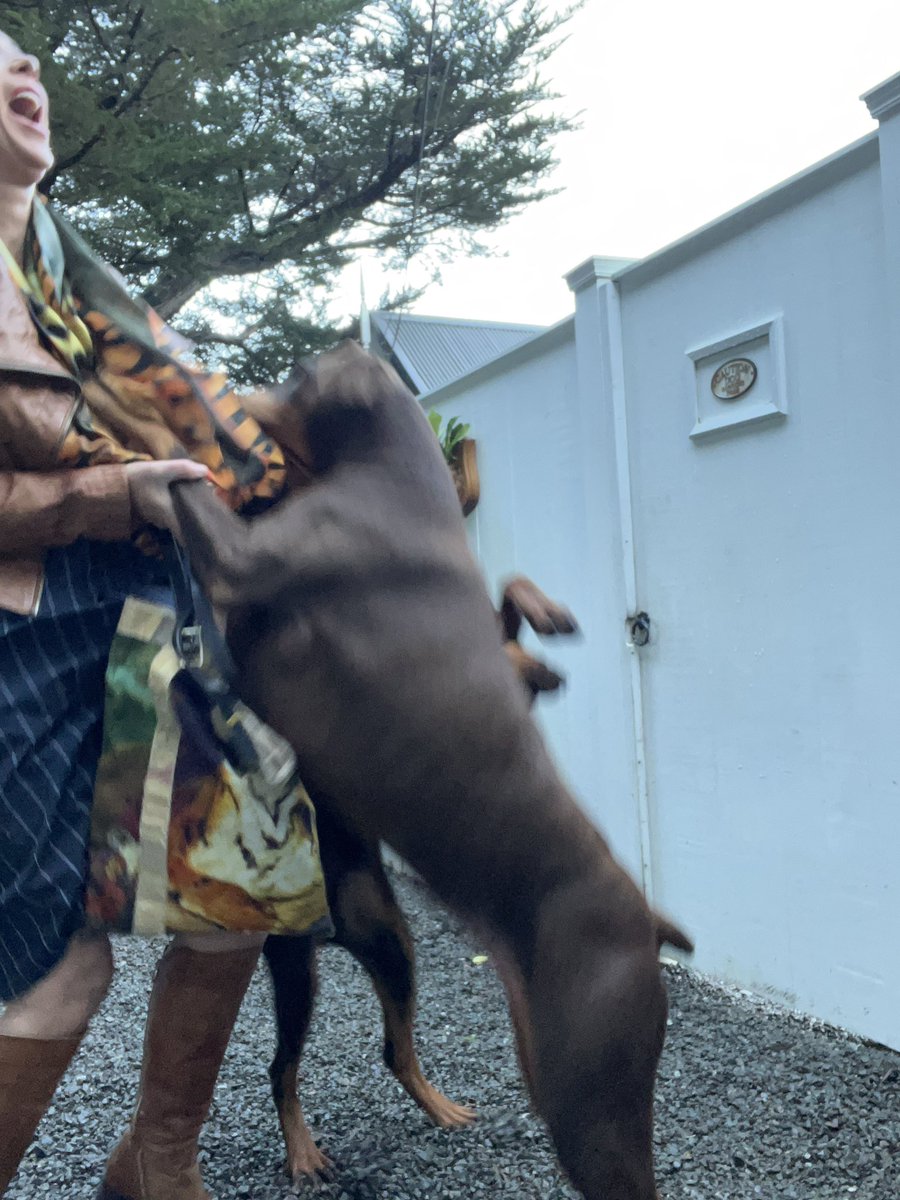 SallyannMoffat's tweet photo. This mornings #DancingWithDogs before work was hysterical. #DivaAndDeus seem to love it. https://t.co/JWoLMwIpSV