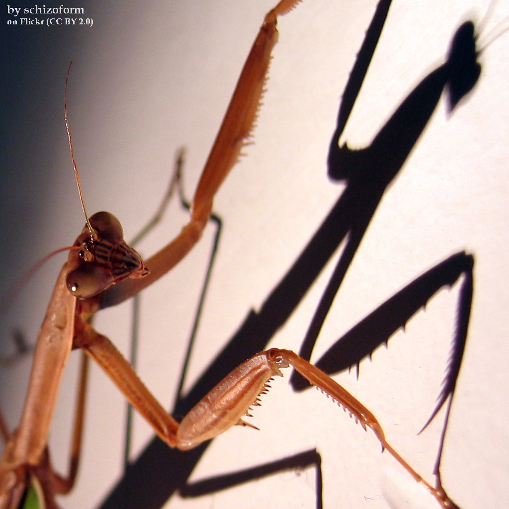 EntomoDaily on Twitter: