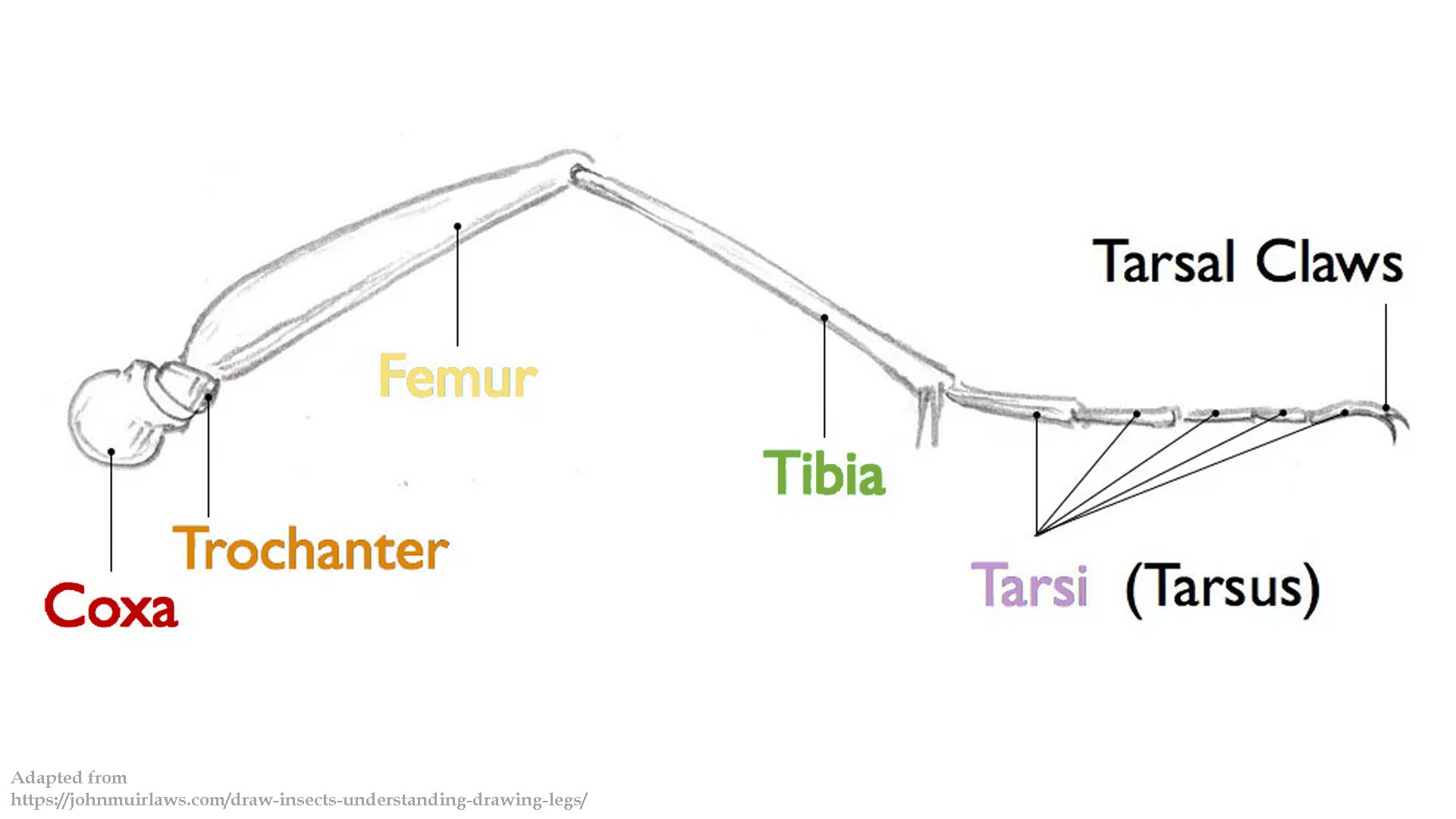 EntomoDaily on Twitter: