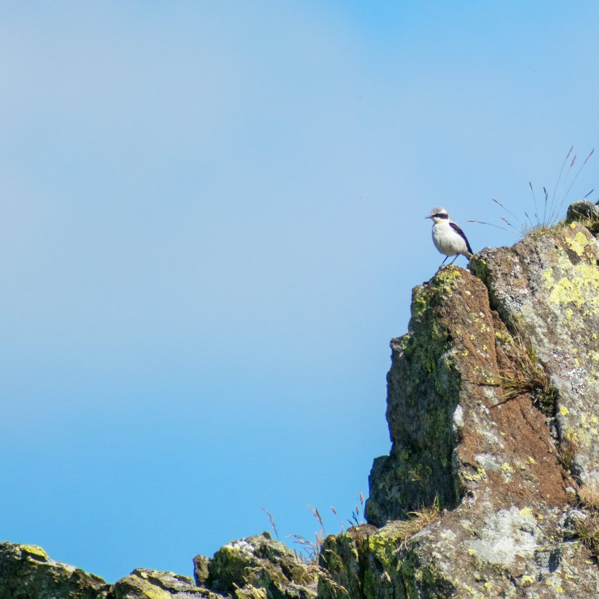 greenfocus_'s tweet photo. Saw a lot of Wheater on my walk near Grasmere last weekend was a nice surprise. #BirdsSeenIn2022 #birdwatching @Natures_Voice @BBCSpringwatch
 #LAKEDISTRICT  #UK https://t.co/0sUl0v0TQb