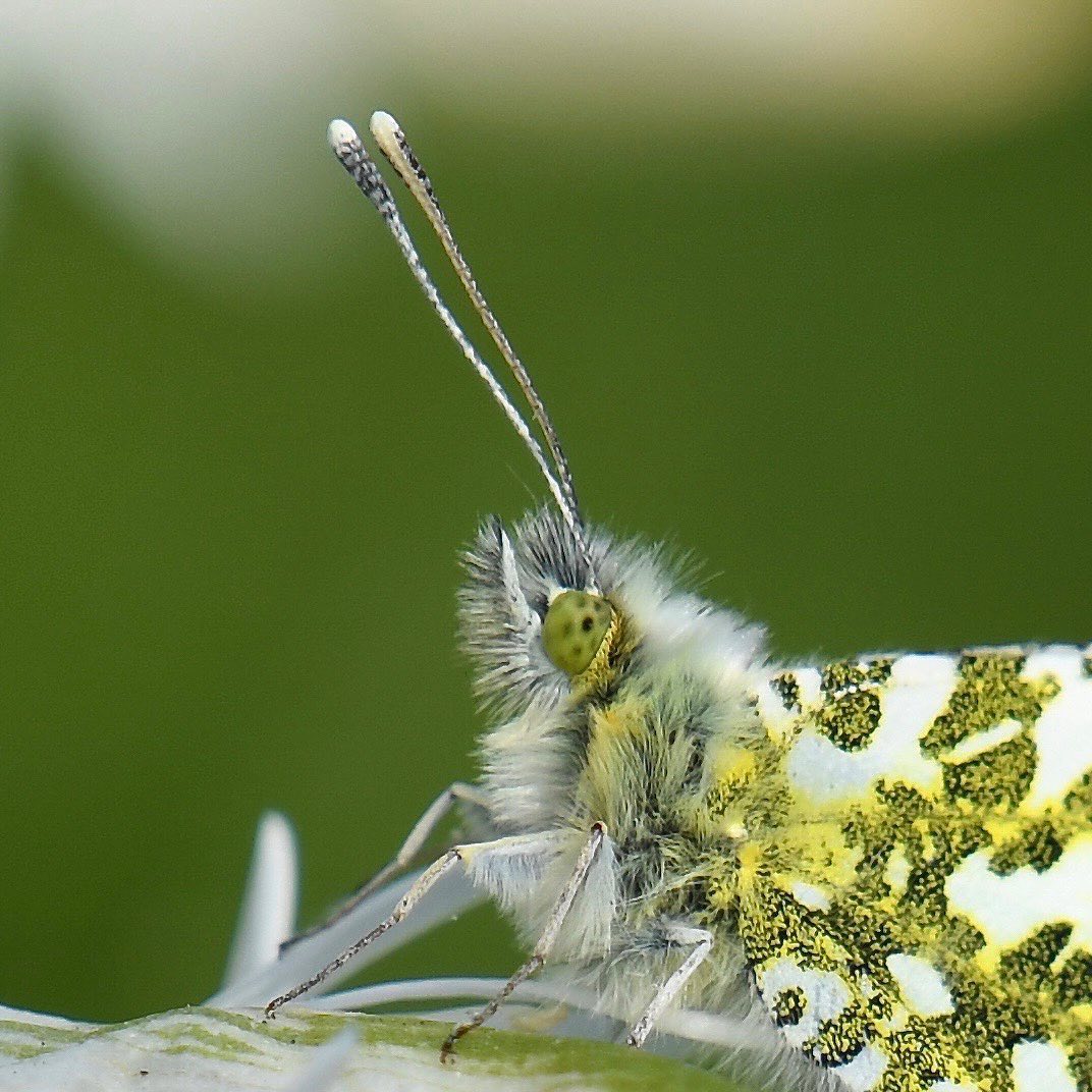 Thanks to <a href="/kinnoull_mac/">Marian</a> on Instagram for this stunning picture of an orange-tipped butterfly for this week's #FridayFeature. If you'd like a chance to feature across our channels, tag us or use #NatureScot.