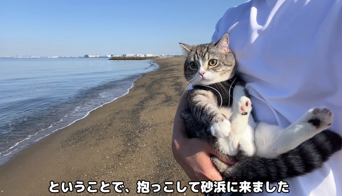 大好評珍味 前浜するめS足【3kg 】 特選タイムセール buntarolab.jp