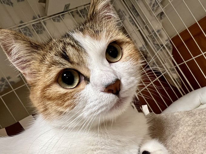 マンチカンのtwitterイラスト検索結果