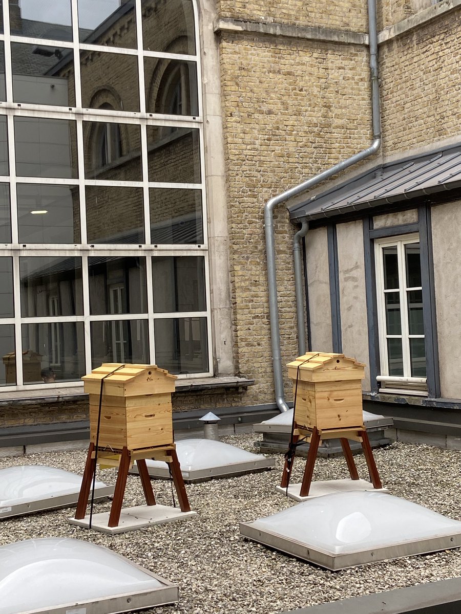 TJDunkerque's tweet photo. Aujourd’hui, jour de recrutement exceptionnel ! Le TJ de @Dunkerque accueille pas moins de 100 000 nouvelles recrues. Bienvenue à elles 🐝🐝🐝! #dunkerque #justice https://t.co/jjZghAqVNR