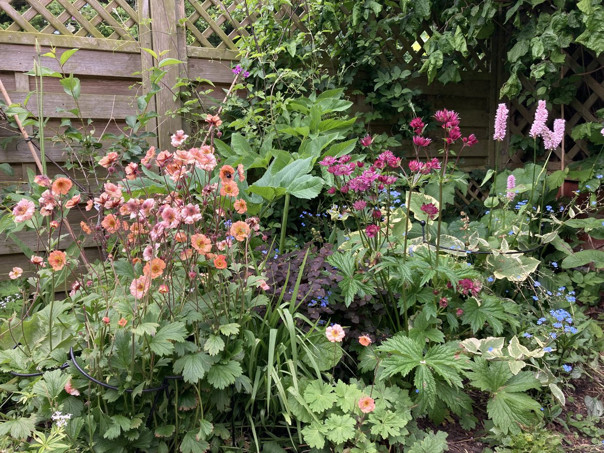 Sheffield Open Wildlife Gardens tweet media