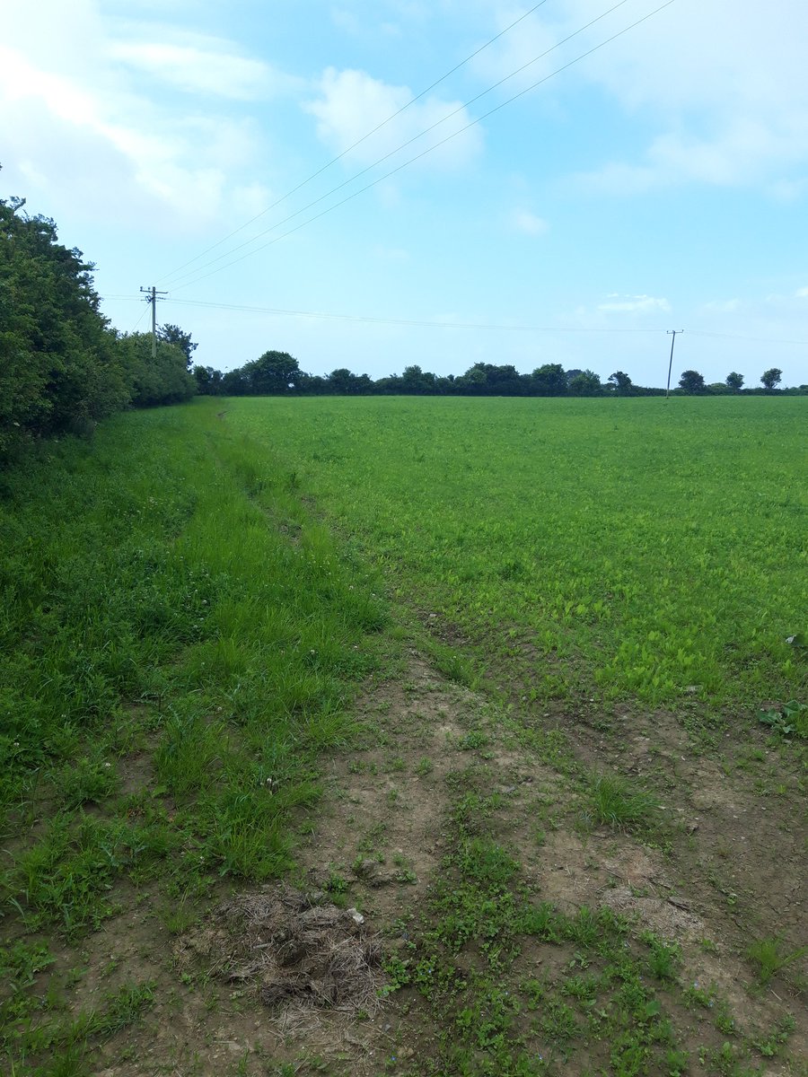 DuncannonEIP's tweet image. 1 farm visit this morning contained MSS sown by the farmer. Our #EIPagri funding allowed the farmer to establish a new hedgerow and a 3m arable grass margin. #farmingforwaterquality #bathingwater @agriculture_ie @TeagascWWC @GlanbiaIreland @IFAmedia @wexfordcoco @EPABeaches