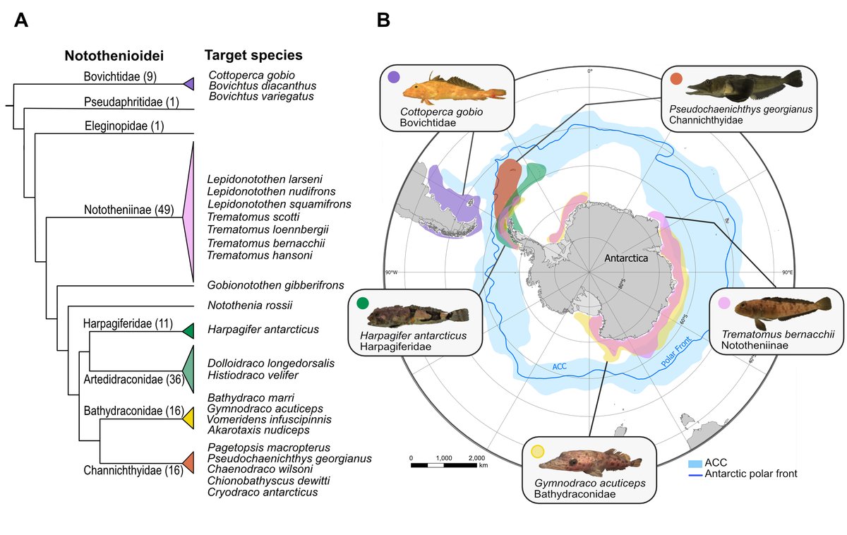 Very excited to share our new paper on genome evolution of the amazing Antarctic notothenioid fish radiation, with insights from 24 new genome assemblies biorxiv.org/content/10.110… from my work with @SangerToL @richard_durbin @ericmiskalab @GeneticsCam @sangerVGP @Naturalis_Sci 1/7