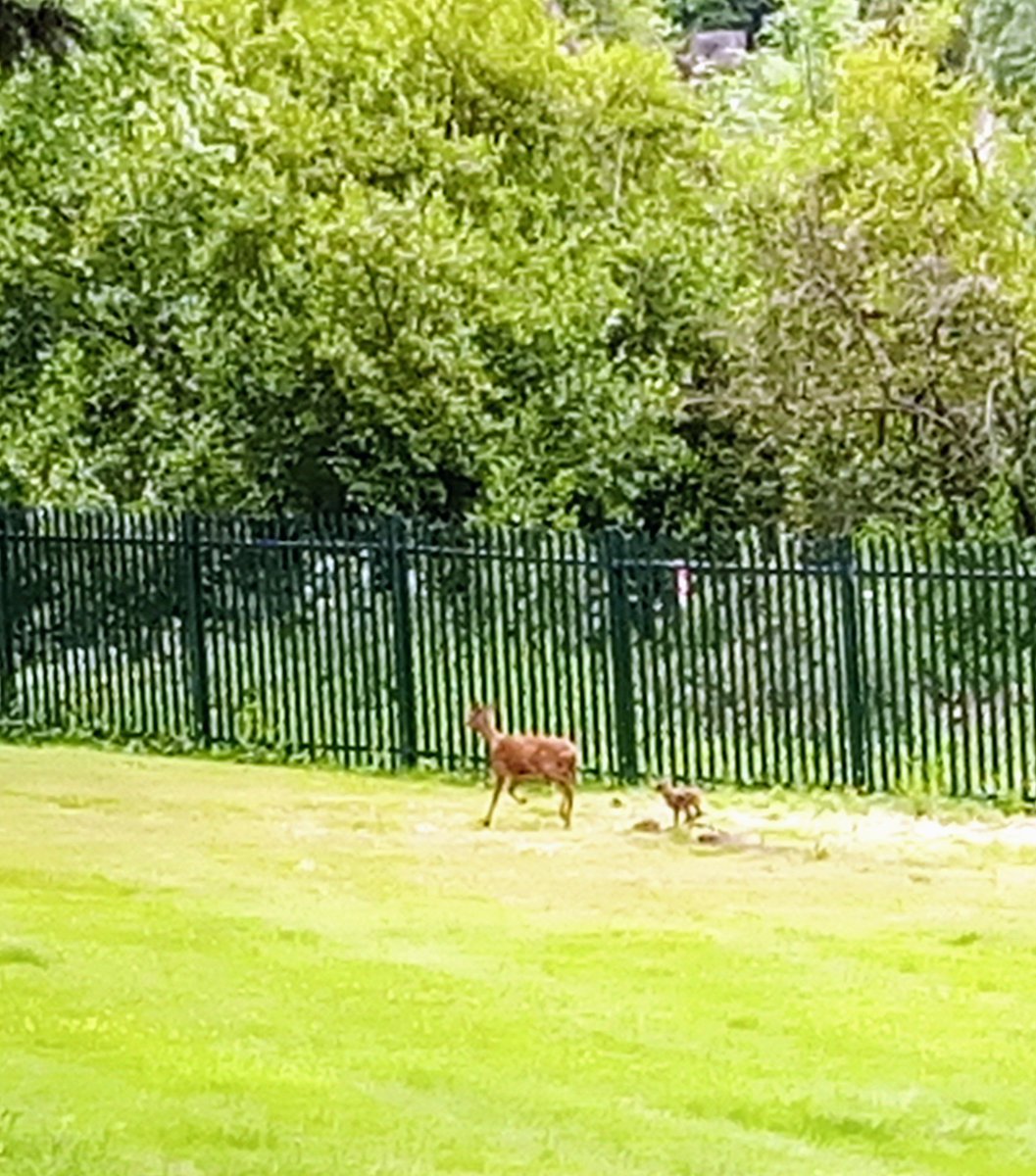 Sustainable Soton (@sustainable_uos) on Twitter photo We've had some fantastic sightings across our campuses <a href="/unisouthampton/">University of Southampton</a>, spotted by our amazing landscaping team! Here's a rare bee orchid spotted on Highfield campus and a fawn at one of our halls of residence sites! We've had some fantastic sightings across our campuses <a href="/unisouthampton/">University of Southampton</a>, spotted by our amazing landscaping team! Here's a rare bee orchid spotted on Highfield campus and a fawn at one of our halls of residence sites!