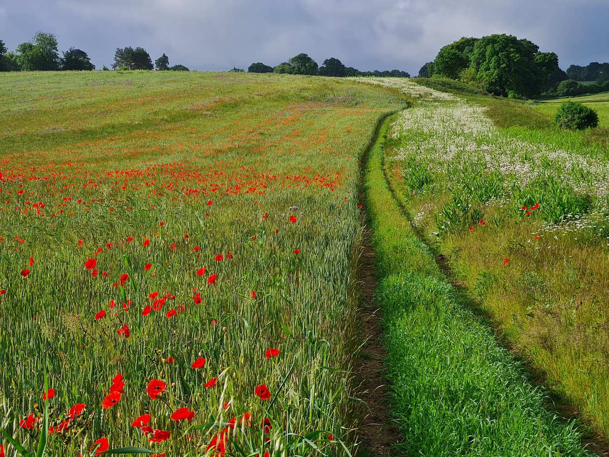 Francis Buner (@fbuner) on Twitter photo Why cannot more #farmland look this way? If it did we certainly wouldn't have a farmland #biodiversitycrisis. If you agree retweet or like please. 🙏
Seen <a href="/RotherfieldPark/">Rotherfield Park Estate</a> #Hampshire #England @PARTRIDGE_NSR <a href="/NorthSeaRegion/">North Sea Region</a> Why cannot more #farmland look this way? If it did we certainly wouldn't have a farmland #biodiversitycrisis. If you agree retweet or like please. 🙏
Seen <a href="/RotherfieldPark/">Rotherfield Park Estate</a> #Hampshire #England @PARTRIDGE_NSR <a href="/NorthSeaRegion/">North Sea Region</a>