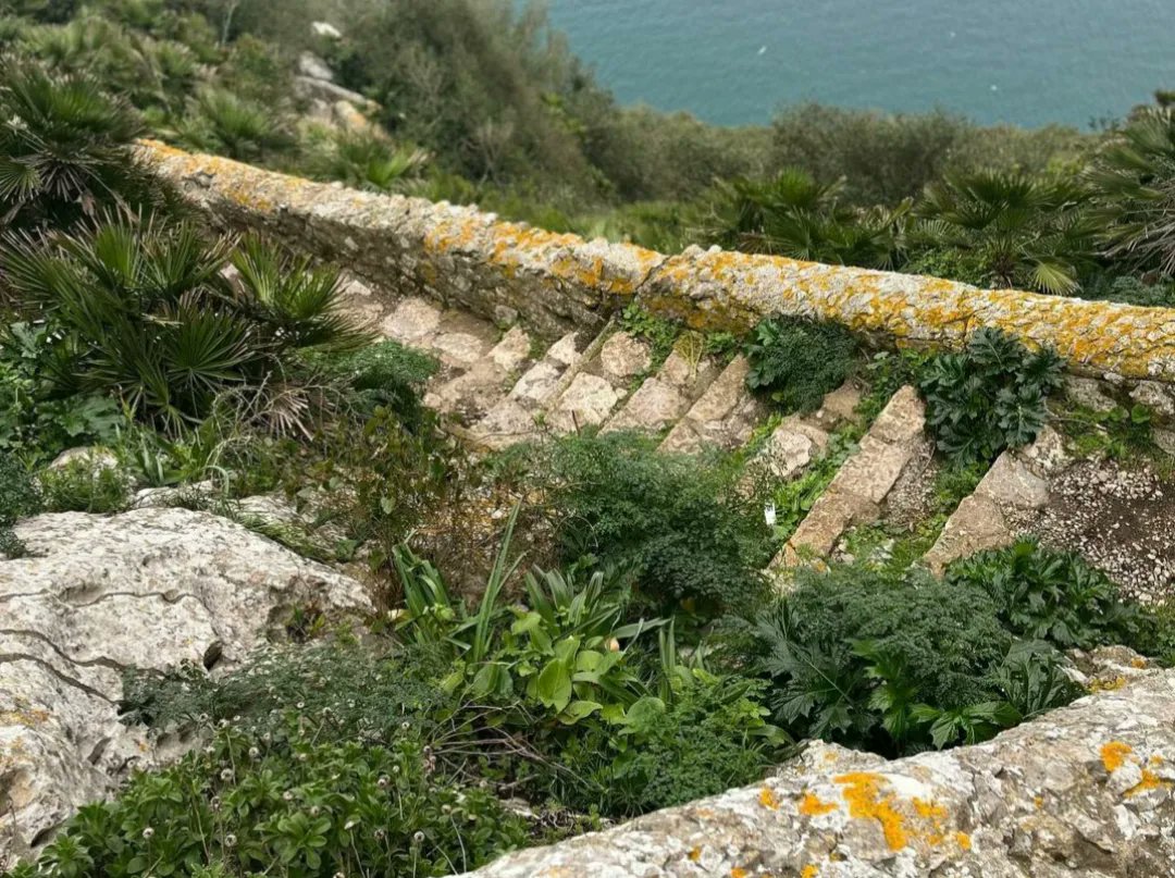 NOTE: Med Steps will be closed to allow essential remedial & emergency works to take place, from Tues 14 - Fri 17 June. Dept of Environment apologises for any inconvenience caused; tnk u for your understanding 😊💚 #medsteps #gibnaturereserve #worldheritagesite #temporaryclosure