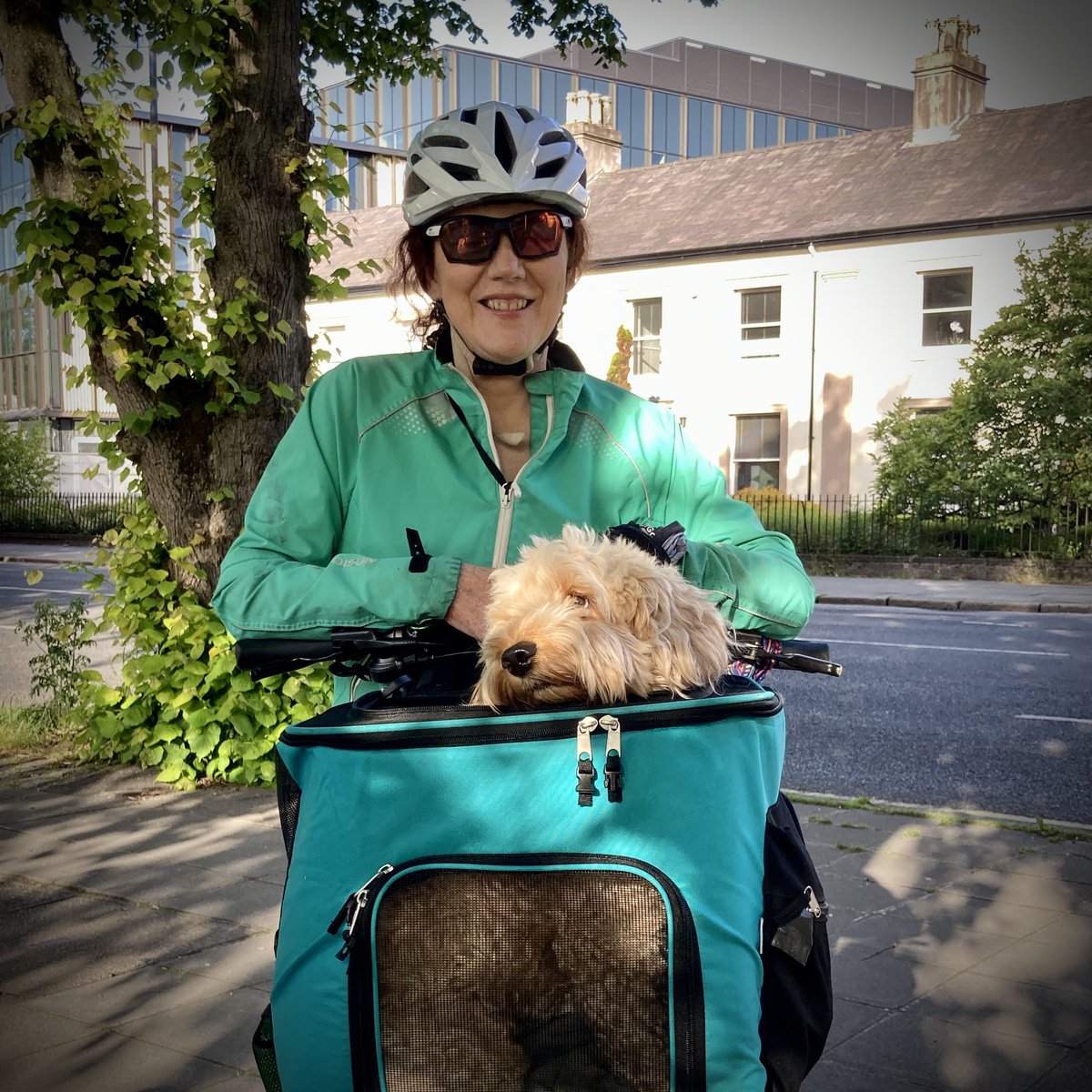cyculcc's tweet photo. #rob8 Sadie and personal t chauffeur first to arrive for #rob8 #cycul #rideonbelfast https://t.co/3iCRH4o3iX