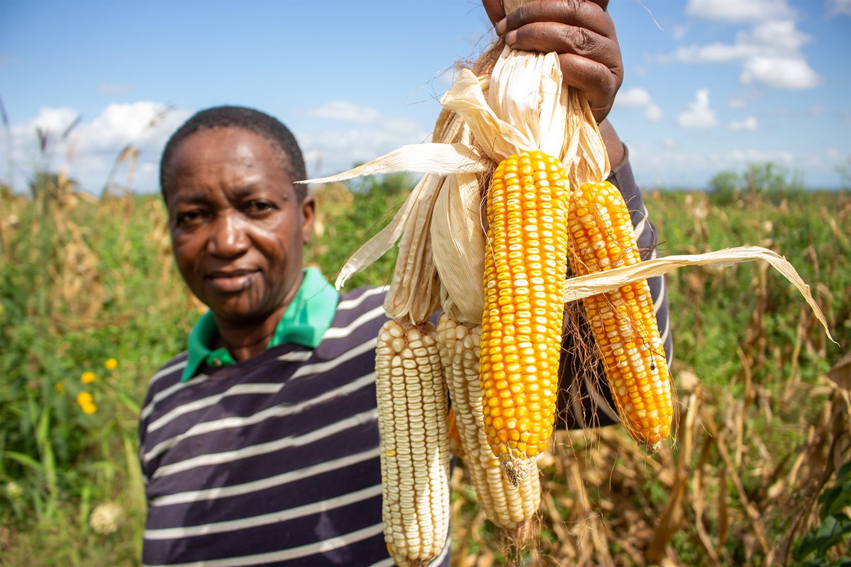 KilimoHai's tweet photo. Did you know that local seeds are much more drought-resilient than hybrid seeds?
Farmers benefit from this since they don't have to worry during dry seasons and can still produce more.
#organic #agroecology #localseeds https://t.co/PhssferYCm