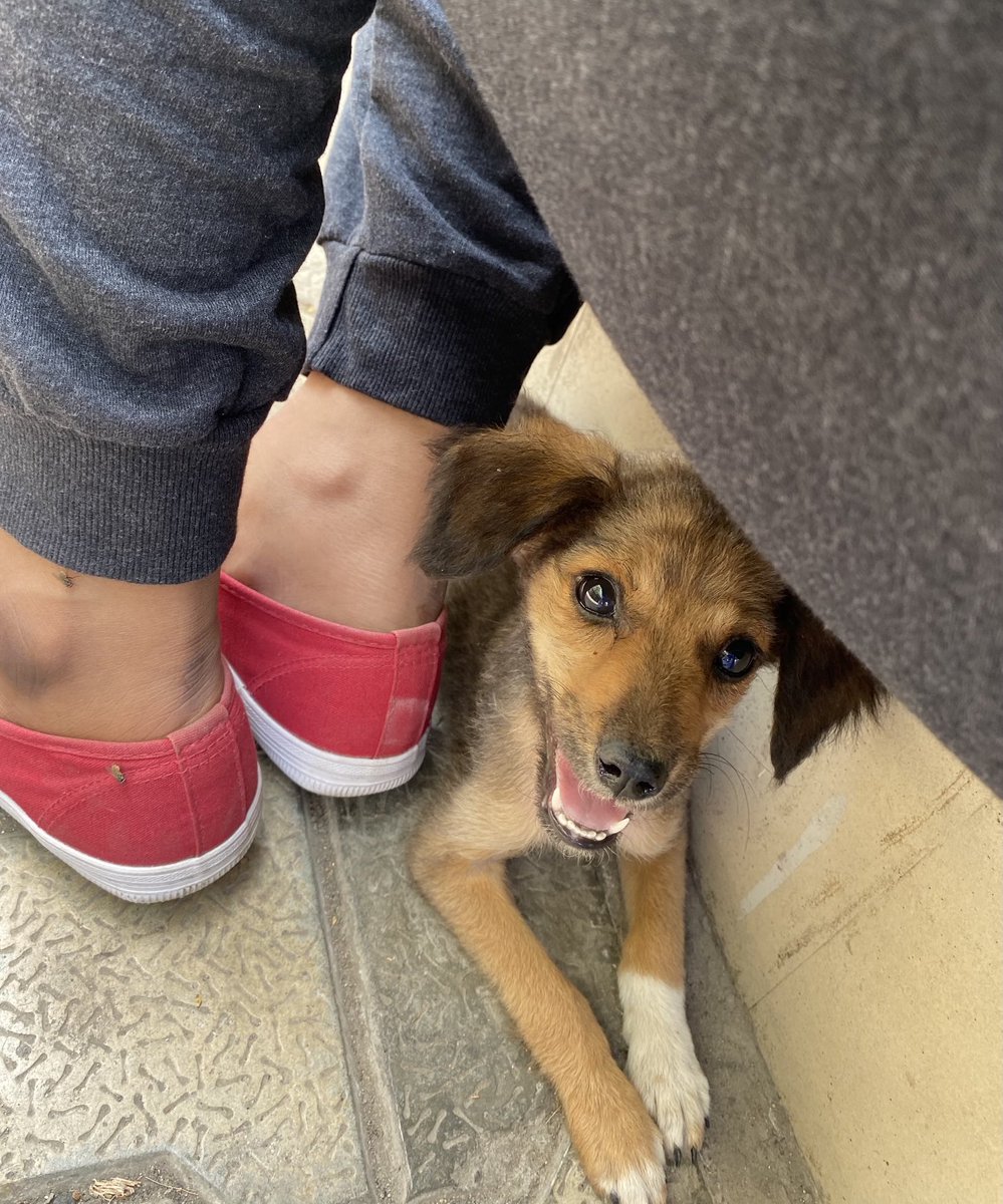 muthu_tara's tweet photo. Scruffy baby! 🐶❤️
#rescuepup #adoptdontshop #doglovers #puppy #animallove #doggo #dogsofchennai https://t.co/iMet45zimj