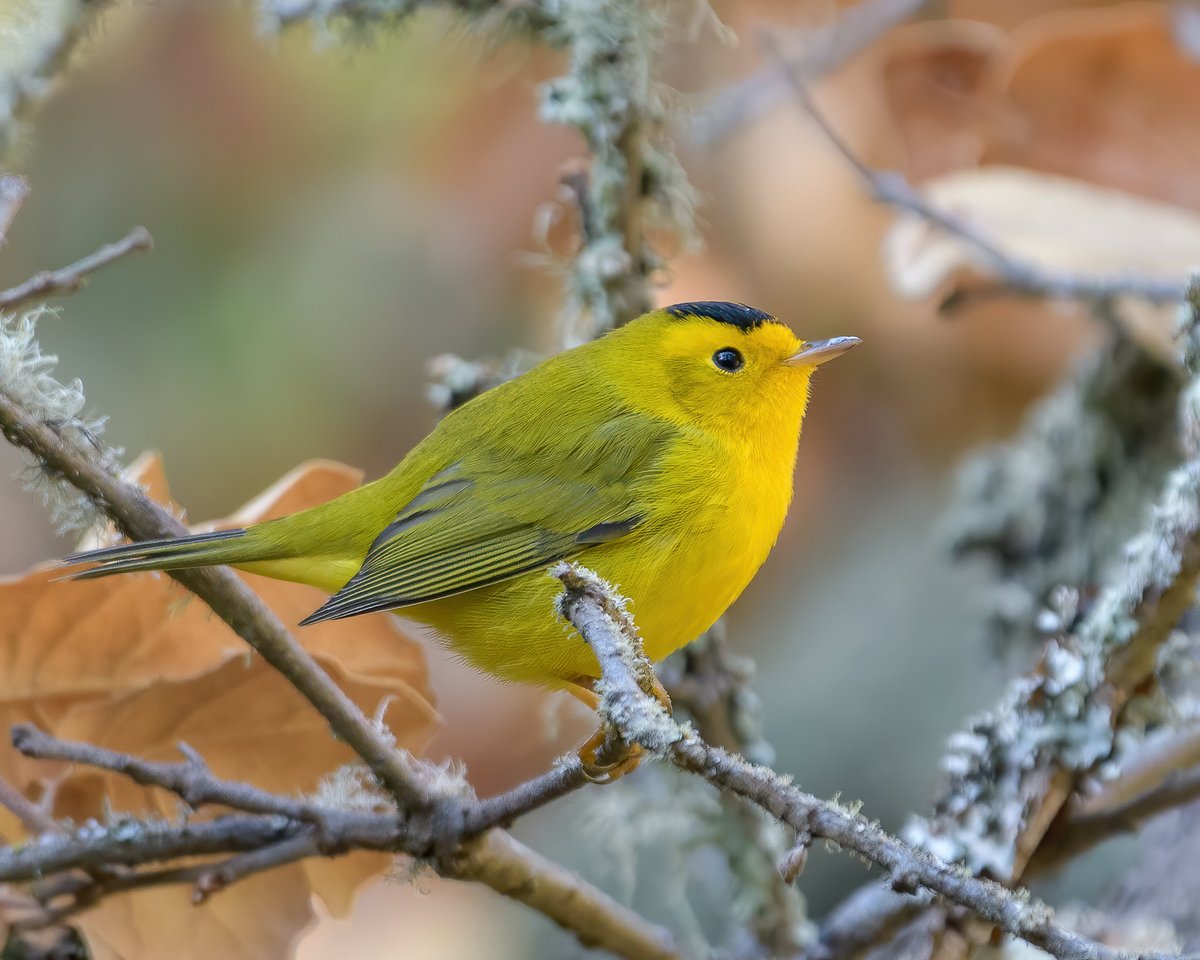 USFWS's tweet photo. If birds were hairstyles, which one would you be? If we missed yours let us know!

1: It's pretty apparent that this handsome Wilson's warbler is rocking a toupée, but we still love him.

Photo courtesy of Becky Matsubara/CC BY 2.0 https://t.co/R5oTaRBCp2 https://t.co/npHikPzPUl