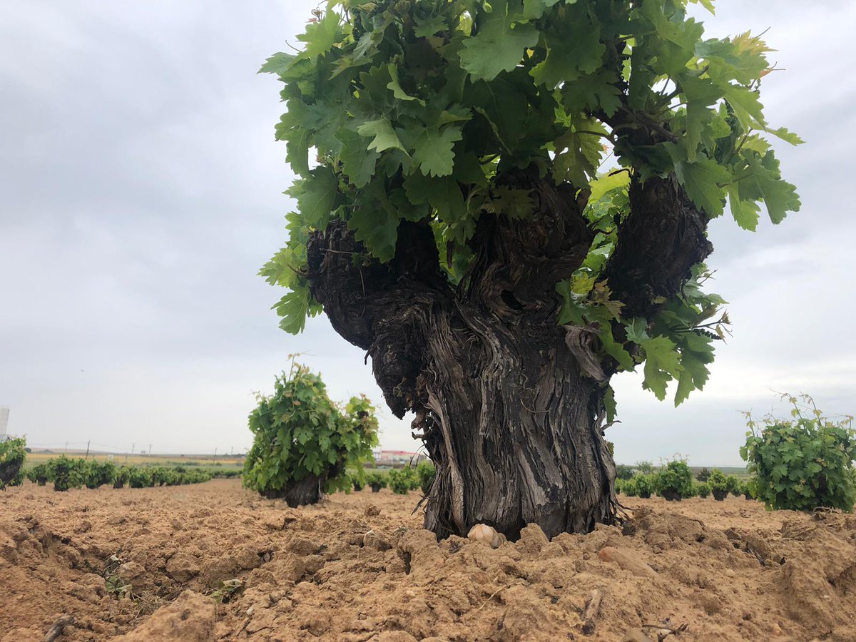 De aquí saldrán nuestras preciadas uvas de Tinta de Toro. ¡Ya queda poco para ver florecer los racimos! #DOToro 😍🍇🍃