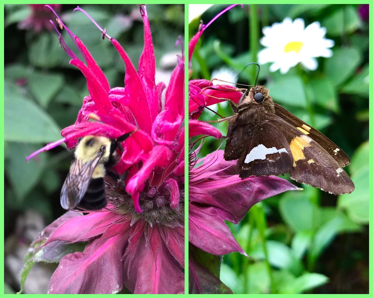 bflyguy's tweet image. #Pollinators are drawn to native Bee Balm in my garden, purchased at a local master gardeners plant sale. Do you have a pollinator garden at home or your school? What blooms are visited most frequently by the #bees, #butterflies, #bats, or #birds?  Why certain plants?